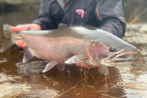 Alaska Steelhead Trip 2