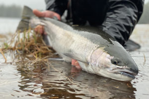 Alaska Steelhead Trip 5