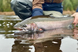 Alaska Steelhead Trip 7