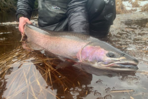 Alaskan Steelhead Trip