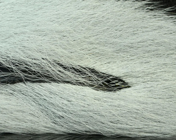 Medium Dun Select Bucktail