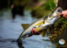 Dock Lights for Snook on the Fly Choosing dock lights for snook, best docks have good tidal current that serve as ambush points for the snook Saltwater on the Fly