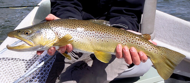 Yellowstone River Season's On The Fly