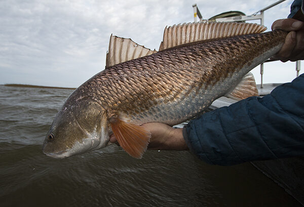 Florida to Texas Gulf Coast Fly Fishing for Red Drum