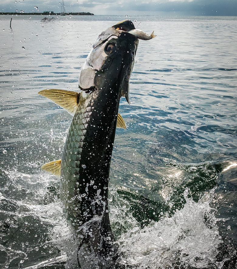 Florida West Coast Tarpon Your guide to fly fishing mecca of tarpon fishing Bow to the king spoken by a bold breed of saltwater anglers