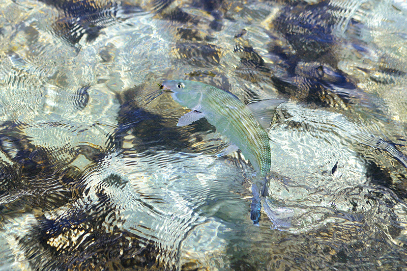 fly fishing saltwater flats