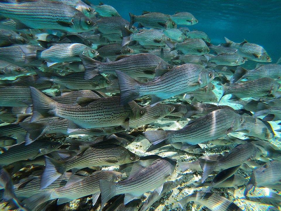 Surf Fishing for Striped Bass on the Fly