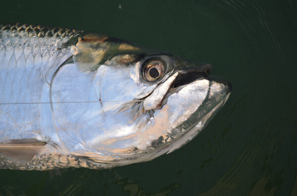 Florida West Coast Tarpon Your guide to fly fishing in the mecca of tarpon fishing