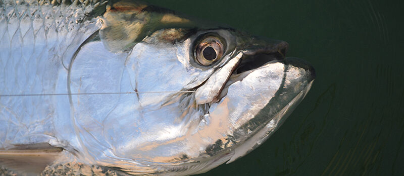 Florida West Coast Tarpon Your guide to fly fishing in the mecca of tarpon fishing