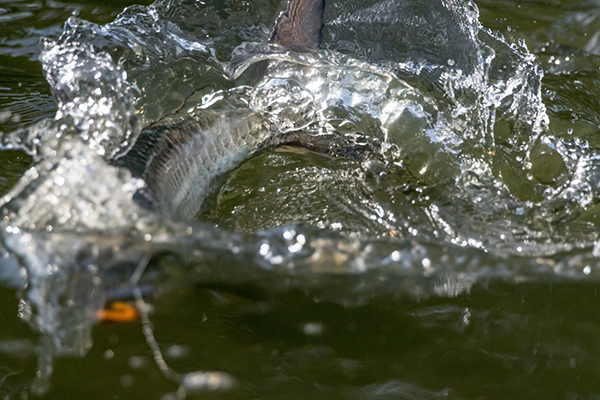 Fly Fishing in the Keys Tarpon