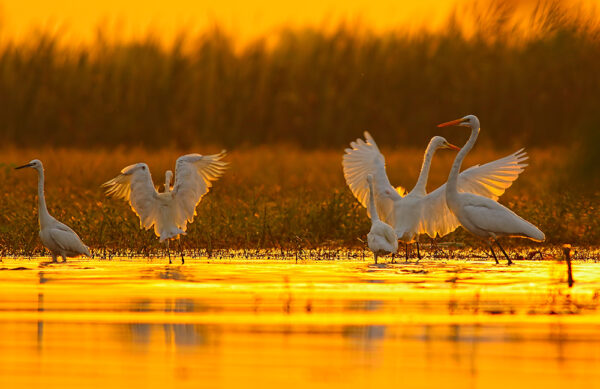 Fly Fishing Florida Everglades