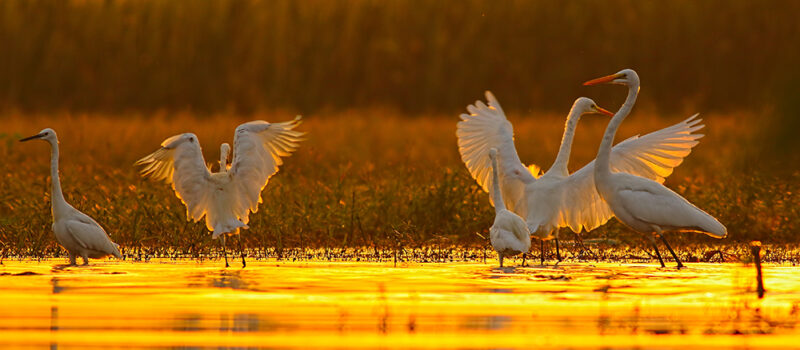 Fly Fishing Florida Everglades