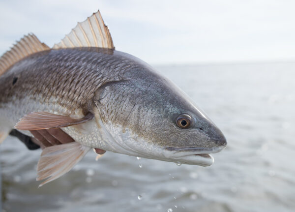 Coastal Carolina Red Drum on the Fly on Saltwater on the Fly