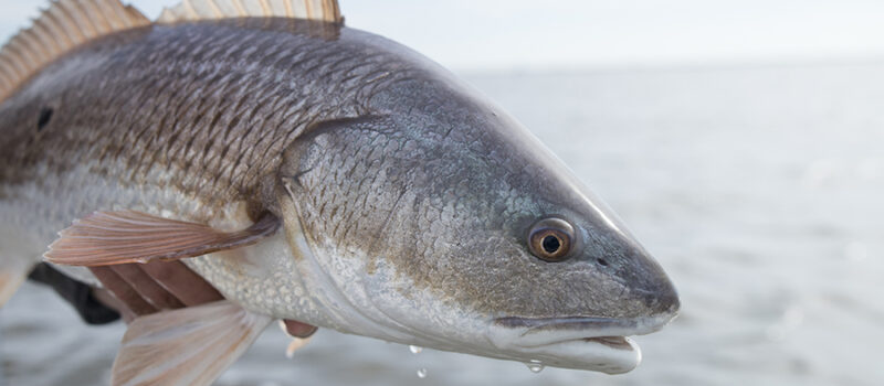 Coastal Carolina Red Drum on the Fly on Saltwater on the Fly