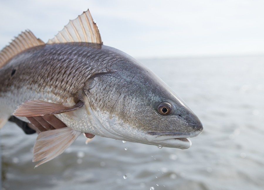 Coastal Carolina Red Drum on the Fly on Saltwater on the Fly