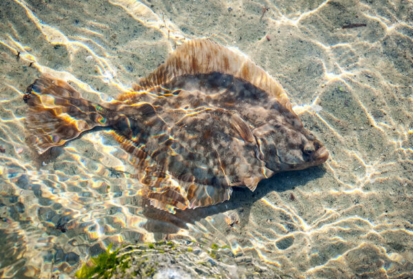 Flounder on the Fly The lowly flounder, or fluke, is likely an accidental catch as fly fishermen stealthily ply the shallows