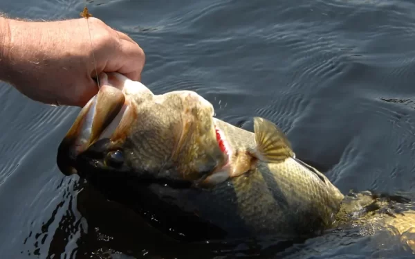 How to Start Fly Fishing for Bass: A Comprehensive Guide