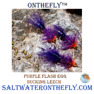 Purple Flash Egg Sucking Leech on Saltwater on the Fly