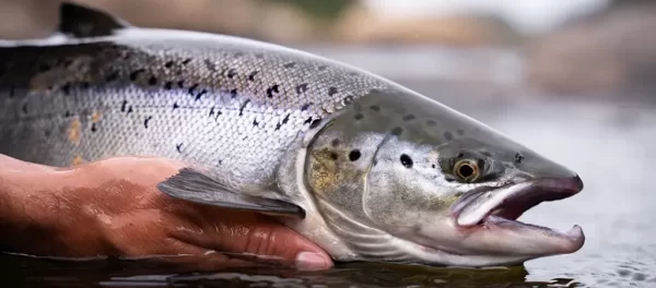 Embark on a journey of how to start fly fishing for Atlantic Salmon. Our guide shows you how to start, with tips on gear, techniques, and more.