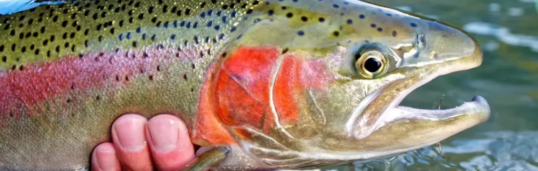 How to start fly fishing for steelhead. Uncover tips, gear advice, and expert techniques. Do you swing intruder fly fishing for steelhead?