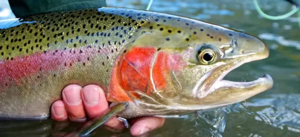How to start fly fishing for steelhead. Uncover tips, gear advice, and expert techniques. Do you swing intruder fly fishing for steelhead?