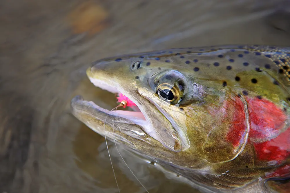 Steelhead caught on an egg pattern