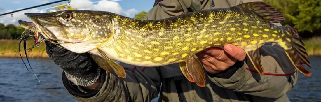 How to Fly Fish for Pike