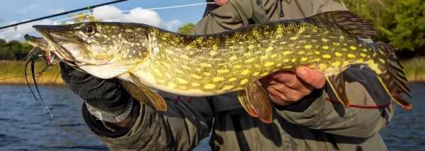 How to Fly Fish for Pike