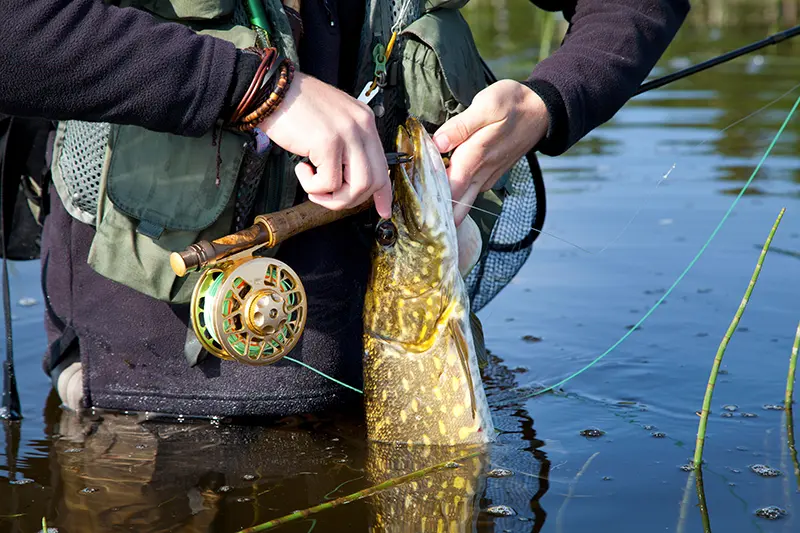 How to start Fly Fishing for Pike