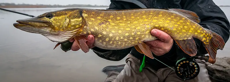 How to start fly fishing for pike are you ready