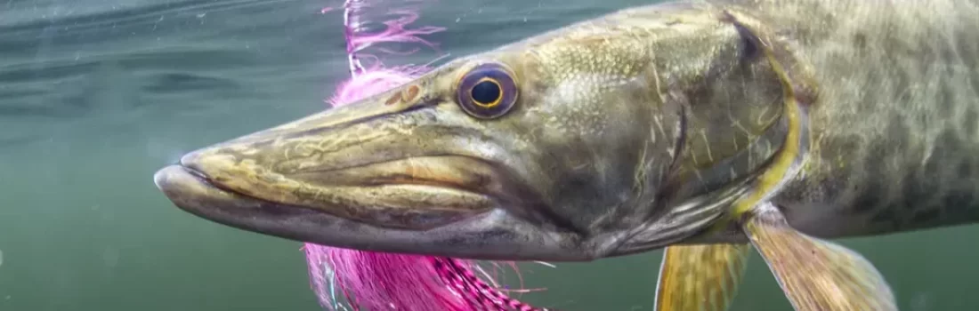Muskie Fish - Freshwater Apex Predator