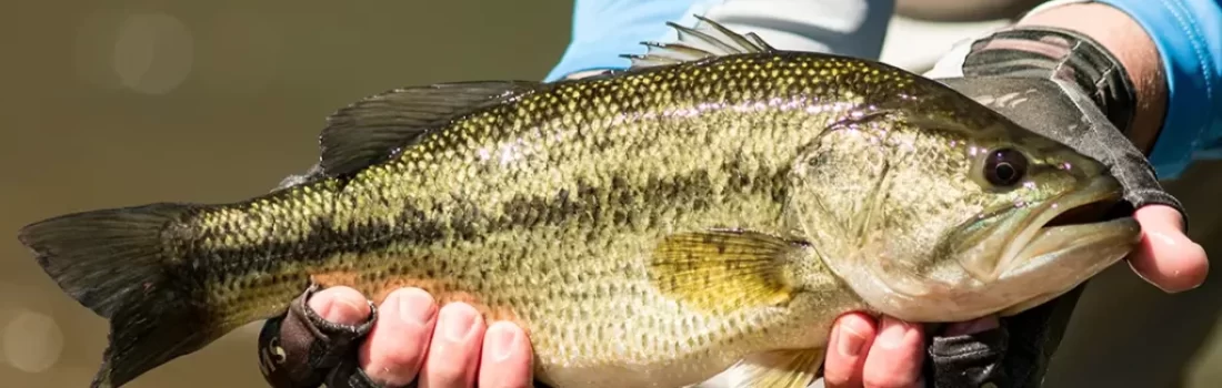 If you can catch largemouth bass, you can catch redfish in the Carolinas
