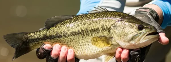 Fly Fishing for Smallmouth Bass — The Catawba Angler