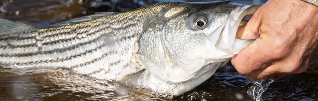 Striped Bass Fly Fishing