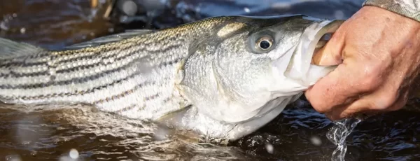 Striped Bass Fly Fishing