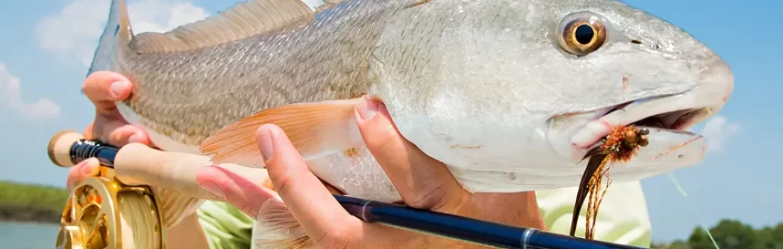 How to Start Fly Fishing Texas Redfish Ever stood on the shoreline of a Texas bay, fly rod in hand, and felt that heart-stopping thrill as you spot a tailing redfish? You're not alone fly fishing Texas Redfish can lead to an addiction and maybe therapy.