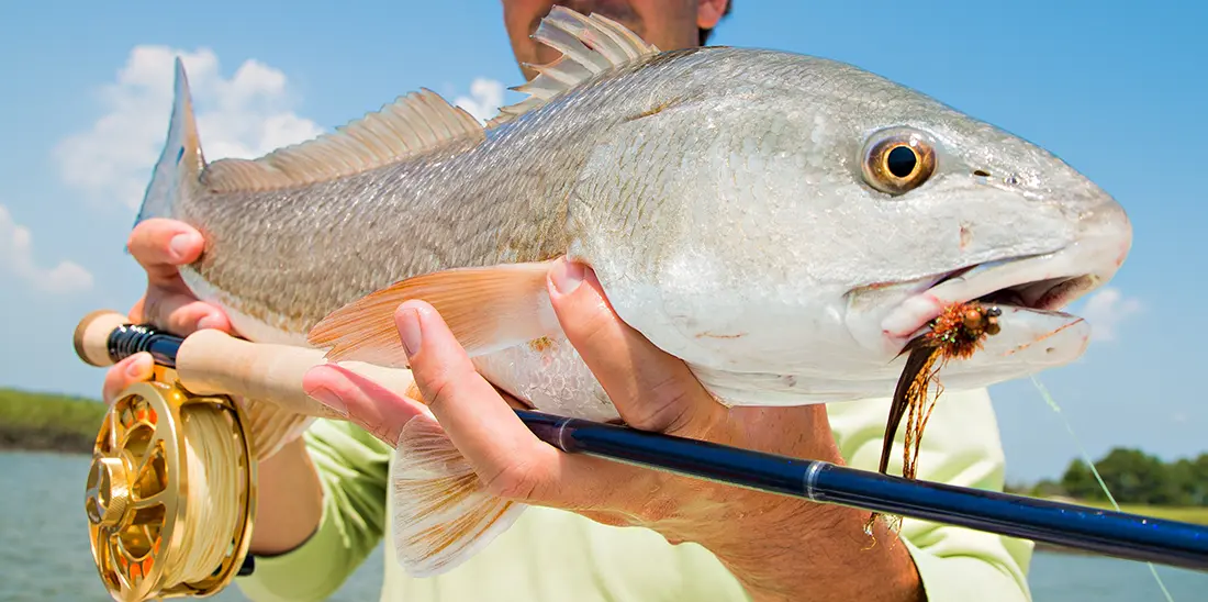 How to Start Fly Fishing Texas Redfish Ever stood on the shoreline of a Texas bay, fly rod in hand, and felt that heart-stopping thrill as you spot a tailing redfish? You're not alone fly fishing Texas Redfish can lead to an addiction and maybe therapy.