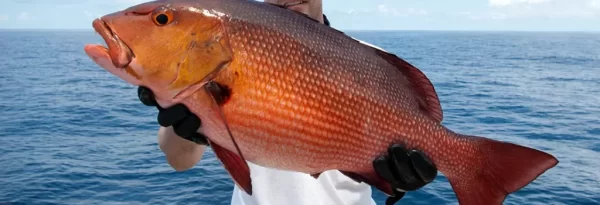 Red Snapper Fly Fishing with our guide. Learn about gear, bait selection, and techniques to land your trophy catch!