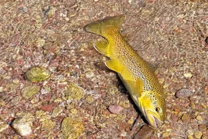 Brown Trout