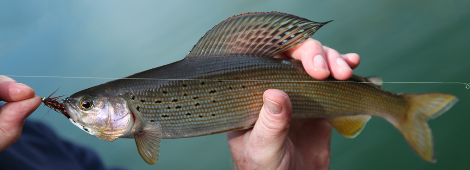 Grayling can be caught as you fly fish Montana with Saltwater on the Fly