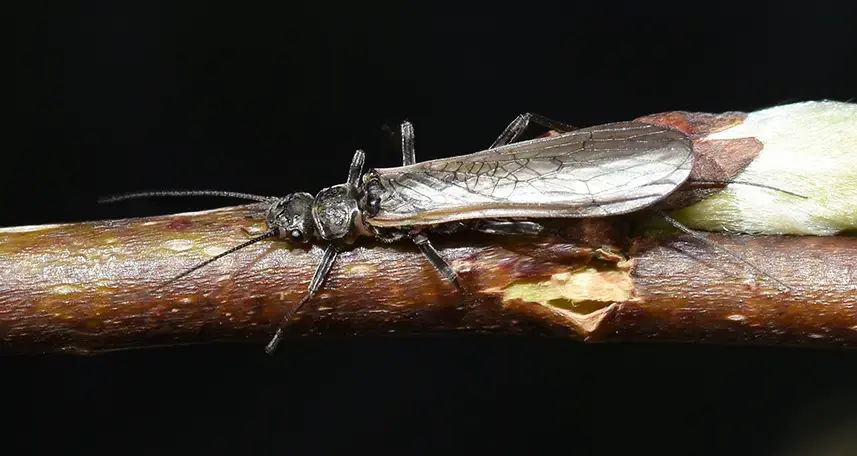 Salmonflies or stoneflies hatch on the Madison, Yellowstone Rivers, Rock Creek and several other bodies of water fly fish Montana