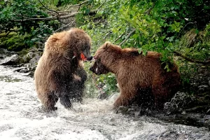 Bears and salmon in Alaska Saltwater on the fly