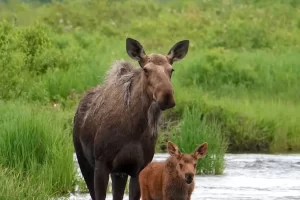 Cow Moose and calf in Alaska Fly Fishing ATA Lodge with Saltwater on the Fly