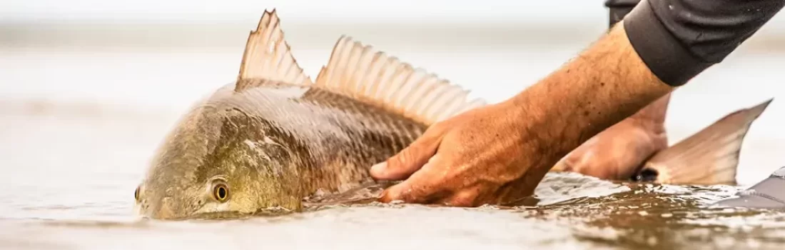 How to Catch Redfish on Fly Fishing Tackle