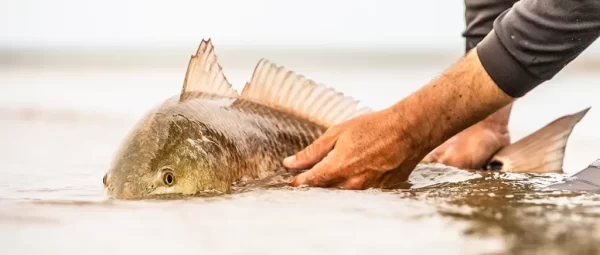 DIY Louisiana Redfish Fly Fishing with our expert guide on spots, gear, and techniques for the adventure of a lifetime.