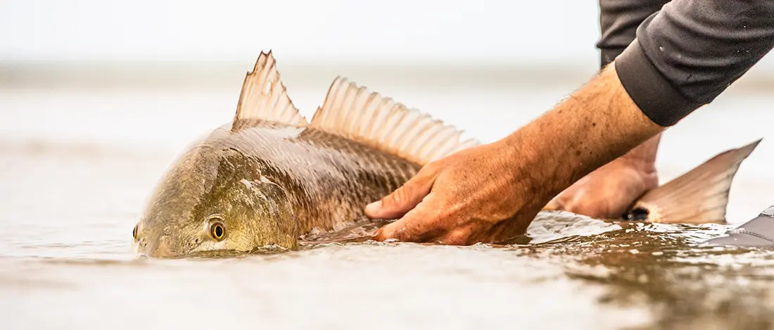 Louisiana Redfish Fly Fishing - Saltwater on the Fly