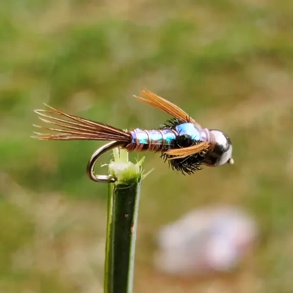 Bead head Flashback Pheasant Tail, Saltwater on the fly.