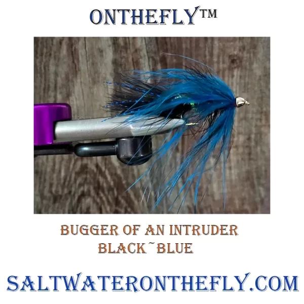 Intruder Black / Blue Bugger. Saltwater on the Fly