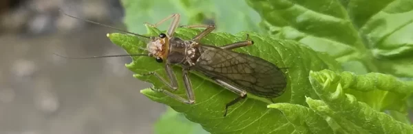 Understand Life Cycles of Salmonflies is key for successful fly fishing. Ideas on where to go, when to fish them, and which flies to use. Saltwater on the fly.