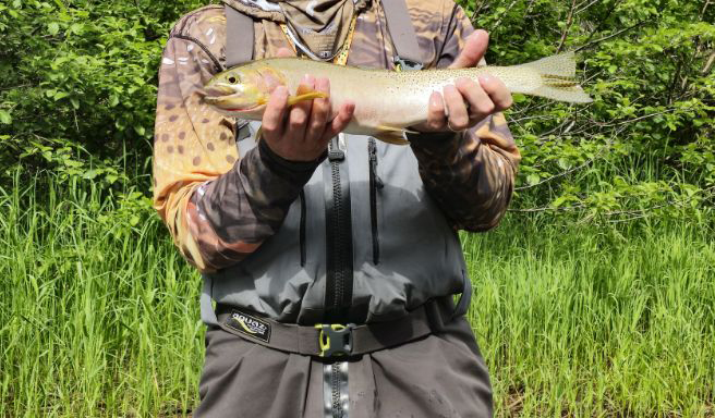 West Slope Cutthroat caught on a salmonfly. 